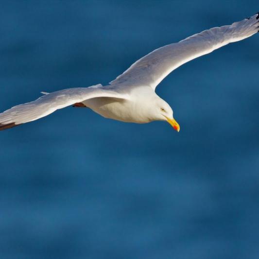 Mouette 1000